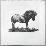 Pony for Christmas
Limited Edition Wood Engraving
3" x 4" print image
$40
