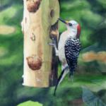 Red Bellied Woodpecker
21.5" x 25"
Watermedia
$1150