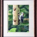 Red Bellied Woodpecker Framed