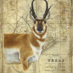Pronghorn
24 x 30
Acrylic on Vintage Map
$1800