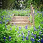 Steps and Bluebonnets
Molly Block
16 x 20
Photography

$500