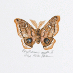 Polythemus Moth II
1/50
2 color hand wood engraving
3.5" x 3.5"
$40