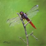 Red Dragonfly
8" x 8" Image Size
Oil on linen panel
$450.00