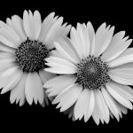Wild Asters
Jack Coleman
24 x 16
Photograph on Sheer Aluminum

$450