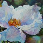 White Poppy 11 x 14 Watercolor on Aquabord $750